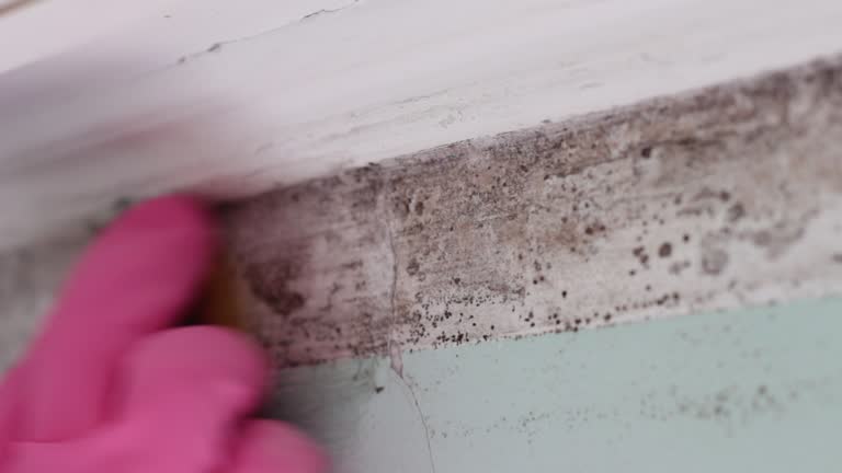 Reliable Iowa Park, TX Mold Removal Solutions